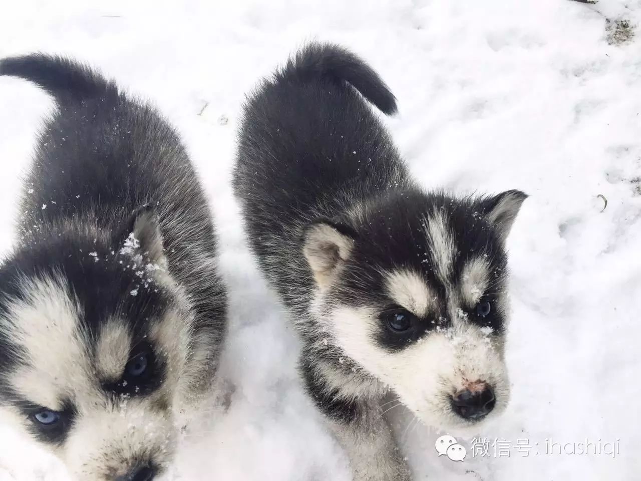 哈士奇宝宝在雪地上玩耍,又酷又可爱!