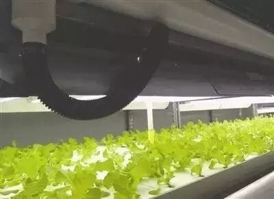 LED植物照明爆发在即？先看看进击中的工厂有多努力