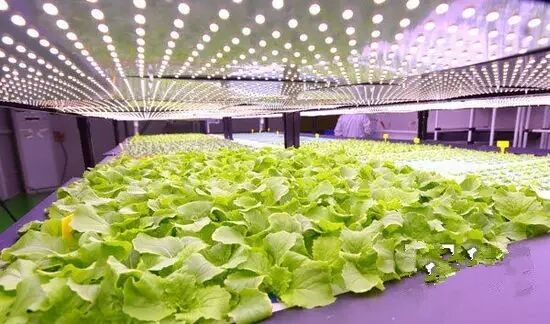 LED植物照明爆发在即？先看看进击中的工厂有多努力
