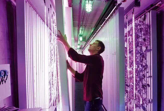 LED植物照明爆发在即？先看看进击中的工厂有多努力