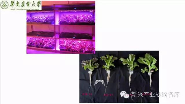 谁说植物工厂不值得推广？