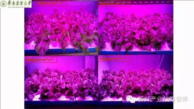 谁说植物工厂不值得推广？