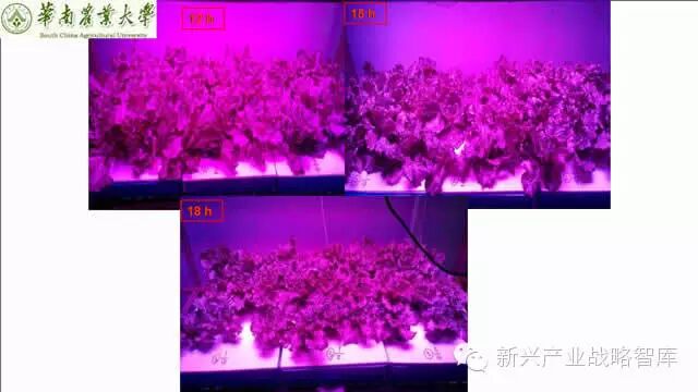 谁说植物工厂不值得推广？