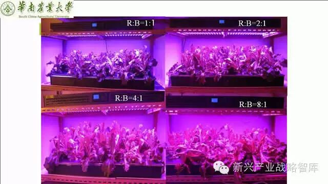 谁说植物工厂不值得推广？