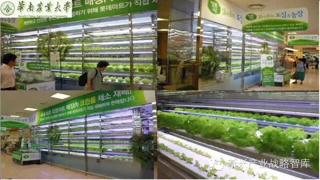 谁说植物工厂不值得推广？