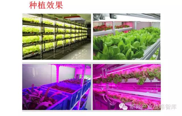 他说：农业照明实践与搞研究大为不同…