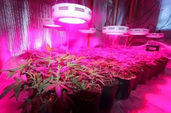 向“绝命毒师”致敬，不如看植物照明“双雄”比拼