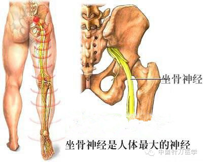 此种皮温减低的现象,在骶1神经根受压者较腰5神经根受压者更为明显.