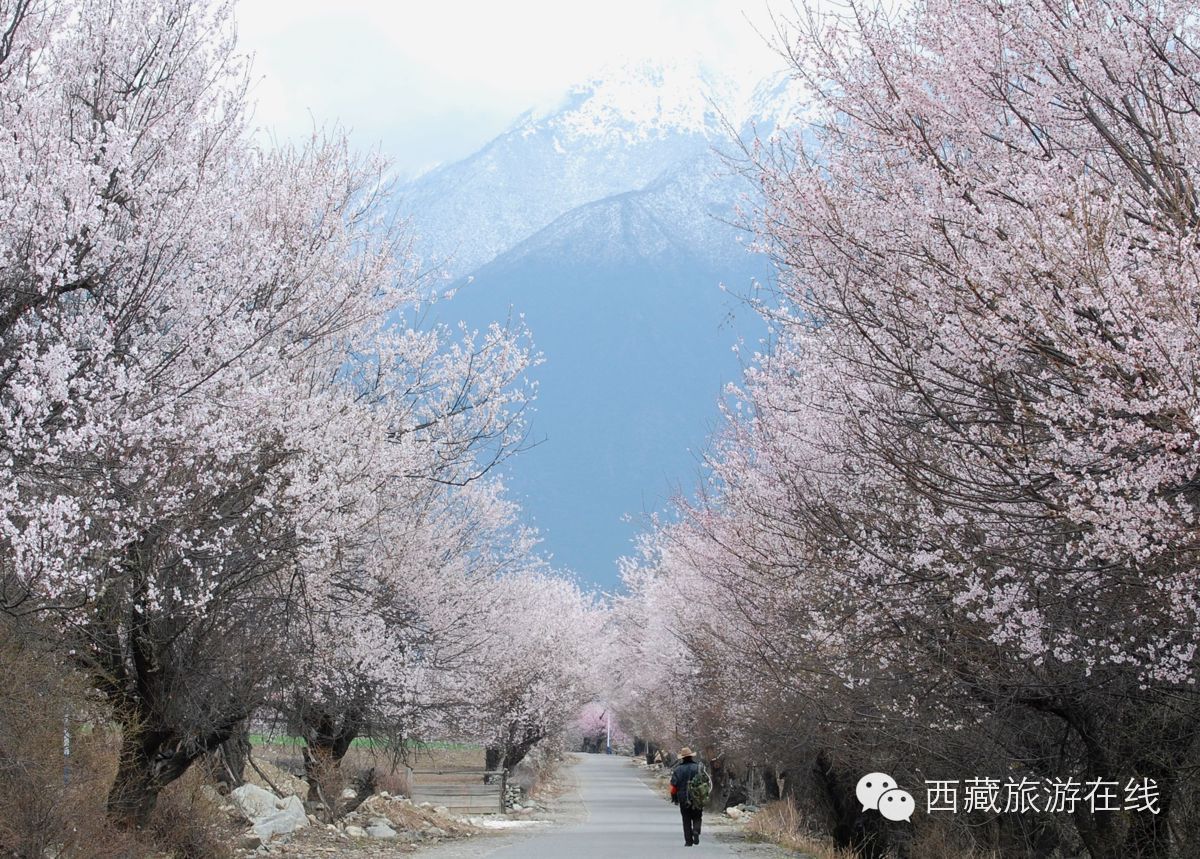 此外,林芝察隅县古玉乡的罗马村,也一直有最美桃花村的美誉.林芝