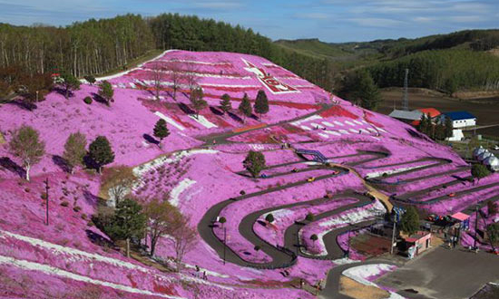 这片花海位于日本北海道.