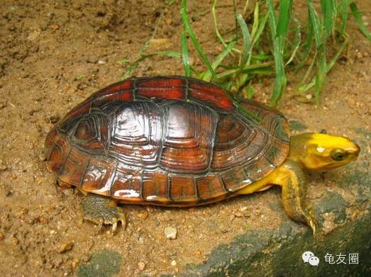 [钦州金茂养殖] 放开二胎,普天同庆!压力山大,钱从哪来?赶紧养龟!-怀孕期