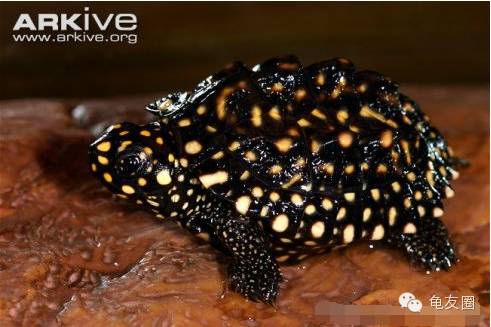 [钦州金茂养殖] 放开二胎,普天同庆!压力山大,钱从哪来?赶紧养龟!-怀孕期