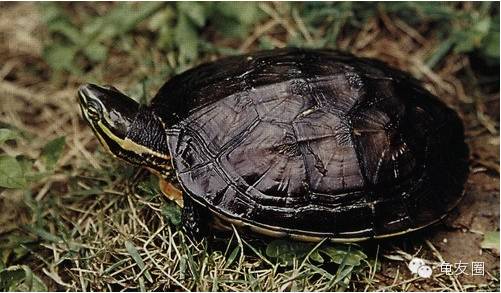 [钦州金茂养殖] 放开二胎,普天同庆!压力山大,钱从哪来?赶紧养龟!-怀孕期