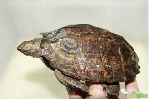 [钦州金茂养殖] 放开二胎,普天同庆!压力山大,钱从哪来?赶紧养龟!-怀孕期