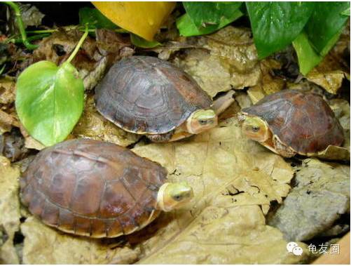 [钦州金茂养殖] 放开二胎,普天同庆!压力山大,钱从哪来?赶紧养龟!-怀孕期