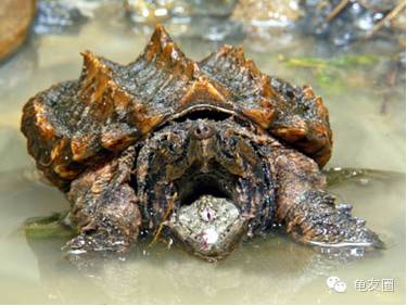 [钦州金茂养殖] 放开二胎,普天同庆!压力山大,钱从哪来?赶紧养龟!-怀孕期