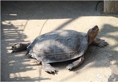 [钦州金茂养殖] 放开二胎,普天同庆!压力山大,钱从哪来?赶紧养龟!-怀孕期