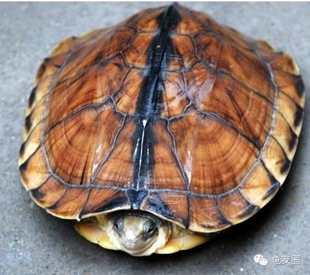 [钦州金茂养殖] 放开二胎,普天同庆!压力山大,钱从哪来?赶紧养龟!-怀孕期