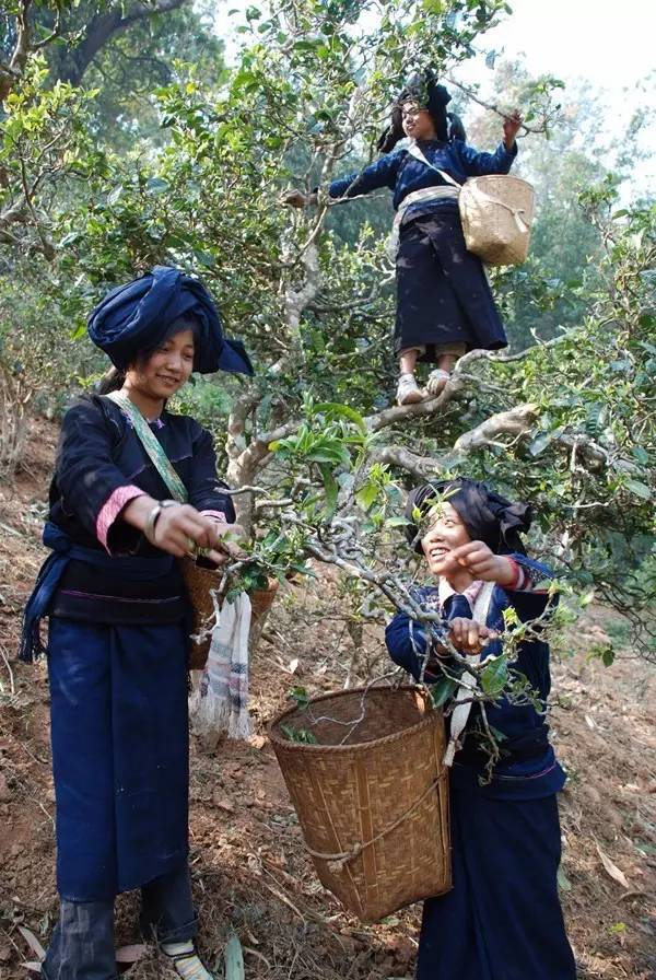 采茶的布朗族少女