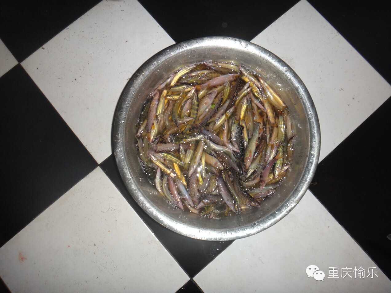 2014年11月25日在三哥家组织吃中华沙鳅（龙丁，沙泥鳅）