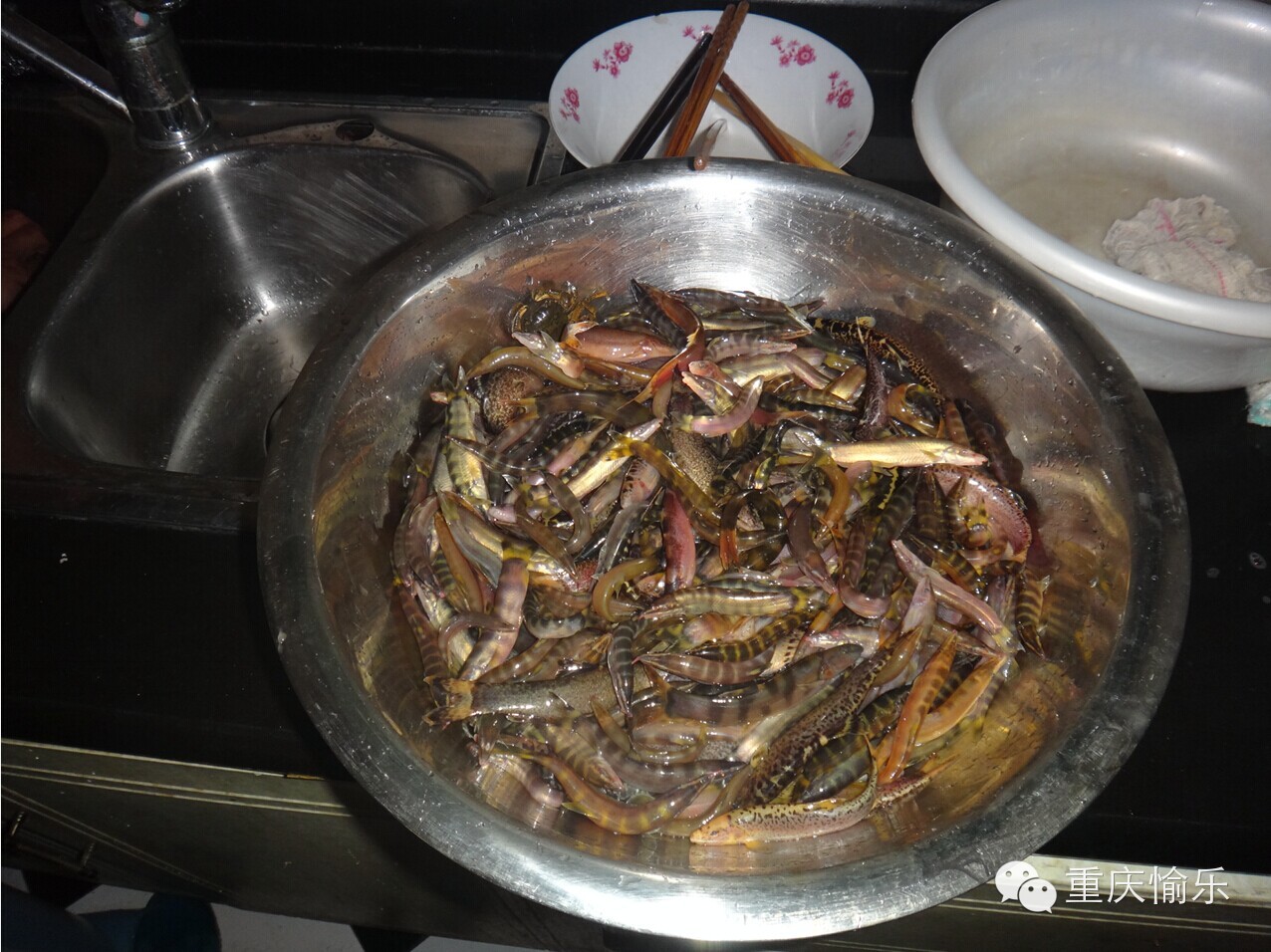 2014年11月25日在三哥家组织吃中华沙鳅（龙丁，沙泥鳅）