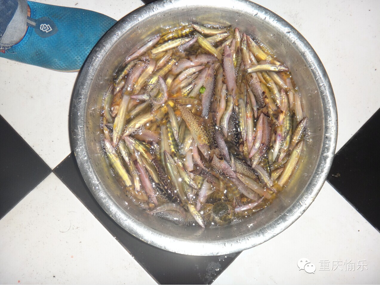 2014年11月25日在三哥家组织吃中华沙鳅（龙丁，沙泥鳅）