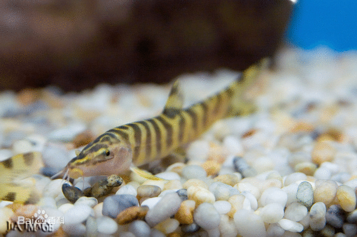 2014年11月25日在三哥家组织吃中华沙鳅（龙丁，沙泥鳅）