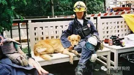 萌宠图片:一只搜救犬的14年，见证911恐怖袭击后的14年！图片