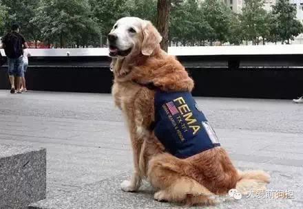 萌宠图片:一只搜救犬的14年，见证911恐怖袭击后的14年！图片