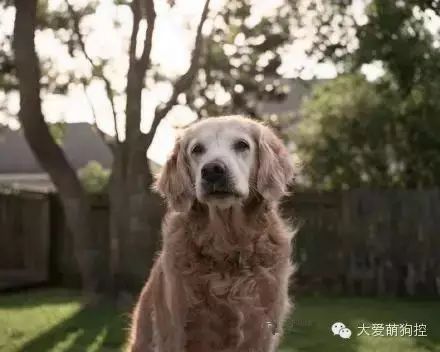 萌宠图片:一只搜救犬的14年，见证911恐怖袭击后的14年！图片