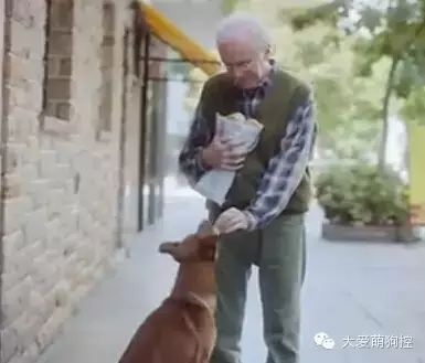 萌宠图片:泪崩：老人临终将器官捐献给别人，被狗狗一眼认出图片