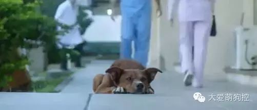 萌宠图片:泪崩：老人临终将器官捐献给别人，被狗狗一眼认出图片