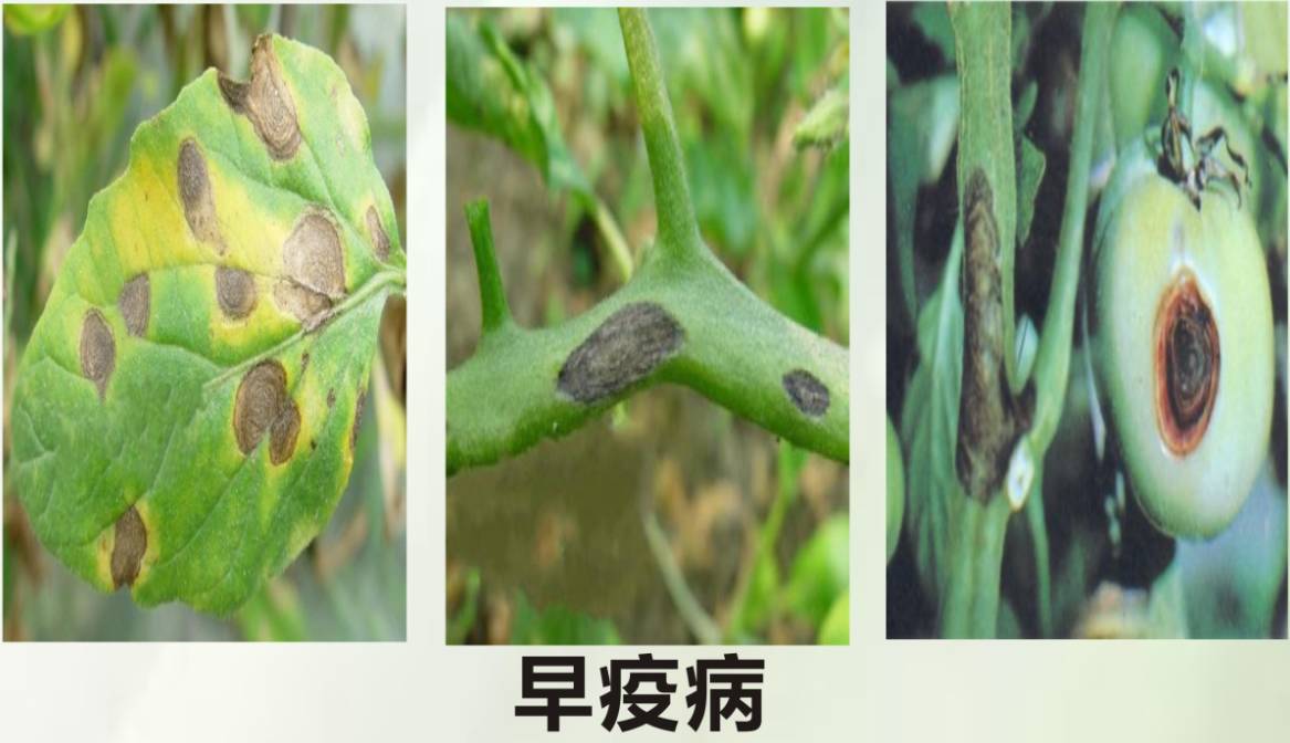 番茄早疫病 番茄早疫病最主要特征是不论发生在果实,叶片或主茎上的