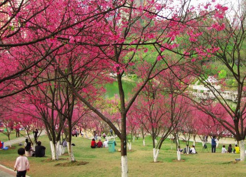 南宁石门森林公园的樱花开啦！小伙伴们赶紧带上相机去赏花呀！690 / 作者:黑白年代 / 帖子ID:111692
