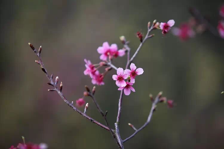 南宁石门森林公园的樱花开啦！小伙伴们赶紧带上相机去赏花呀！120 / 作者:黑白年代 / 帖子ID:111692