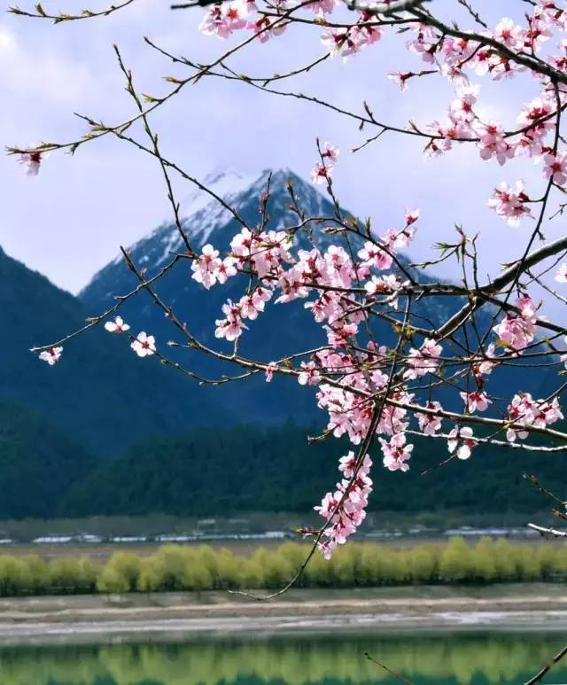 梦到满山鲜花盛开_梦到盛开鲜花满山什么意思_梦见满山鲜花盛开并釆花