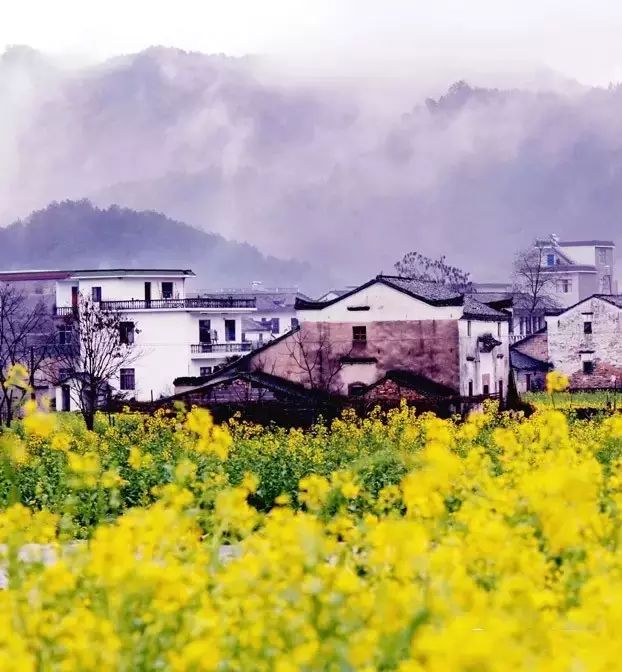 梦见满山鲜花盛开并釆花_梦到盛开鲜花满山什么意思_梦到满山鲜花盛开