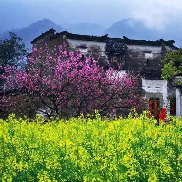 梦见满山鲜花盛开并釆花_梦到盛开鲜花满山什么意思_梦到满山鲜花盛开