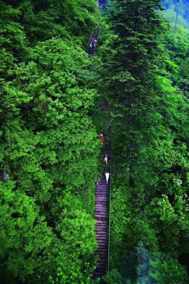 梦到满山鲜花盛开_梦见满山鲜花盛开并釆花_梦到盛开鲜花满山什么意思