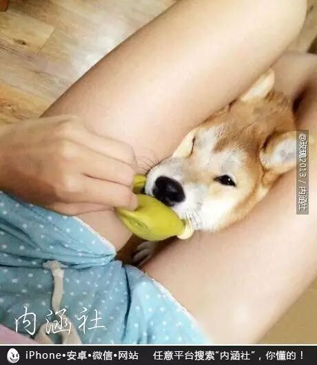 每日内涵精选图】这也太诚实了吧971 / 作者:红通通 / 帖子ID:112122