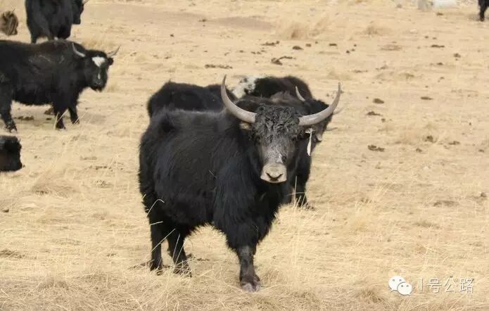 游记|外出务工勿忘计划生育、寒冬自驾甘肃祁连山皇城大草原-怀孕期