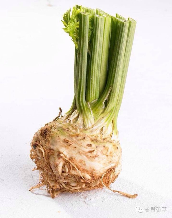 芹根甘草茶_根芹_芹根是什么