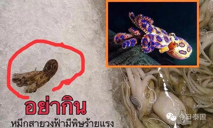 泰国海鲜集市发现剧毒章鱼