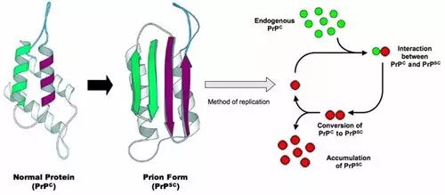 变性蛋白：从疯牛病到老年痴呆症的共同敌人