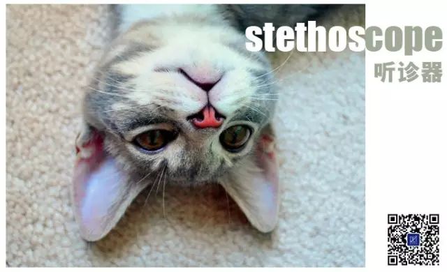 听诊器|金吉拉猫性格特点有哪些？