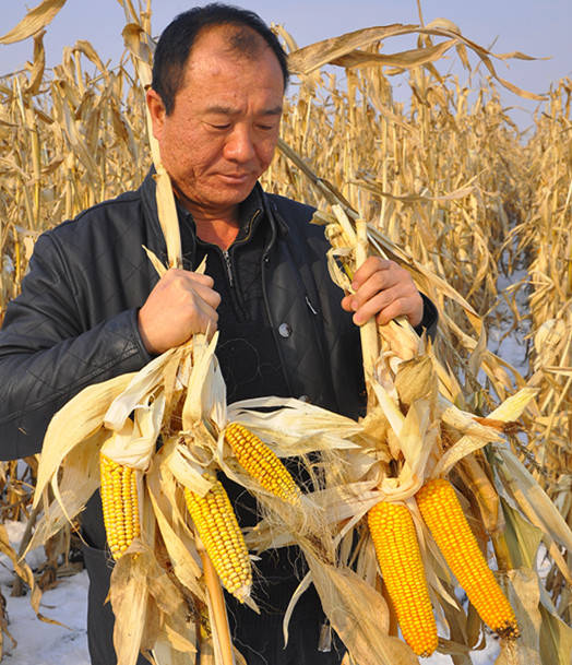 “白袋种子“千万不要买  第2张