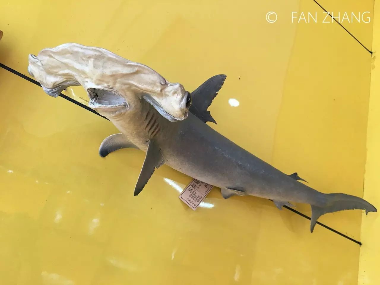 店还流行起了各种海洋生物的标本制品,其中包括双髻鲨,长尾鲨,竹鲨等