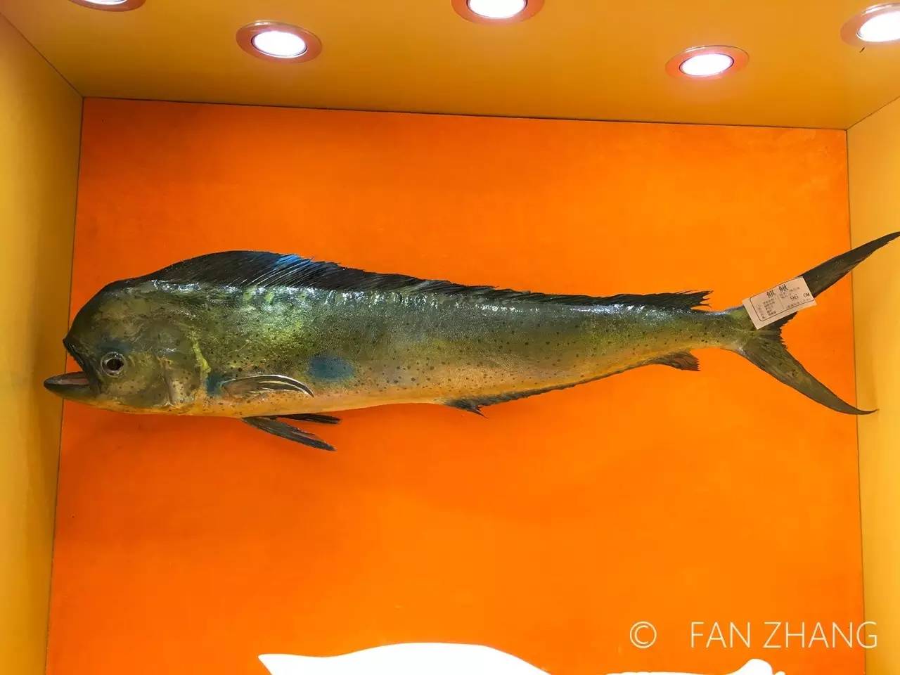 鲯鳅,又名鬼头刀,有名的远洋鱼类.