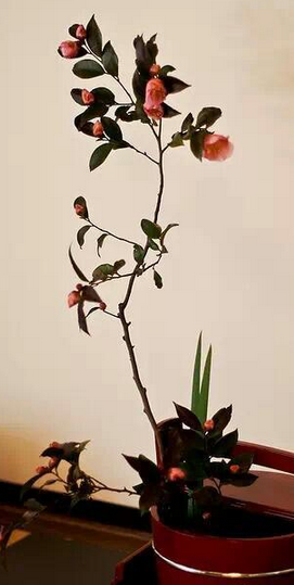 插花原来可以那么美的
