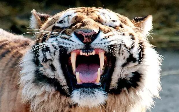 动物凶猛——那些发生在动物园里血案！